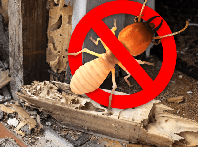 Eco-friendly pest control services in Lucknow