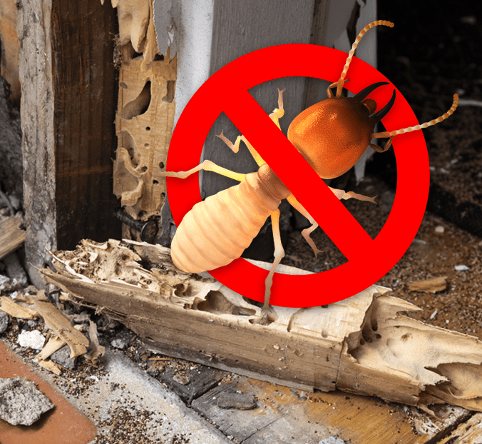 Termite Control Service - Pestcross