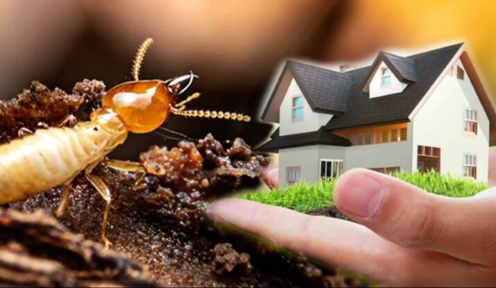 Pest Control Tips & Expert Guides