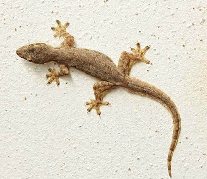 Lizard Control Services - Pestcross