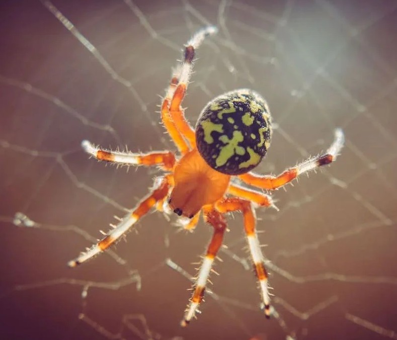 Spider Control Service