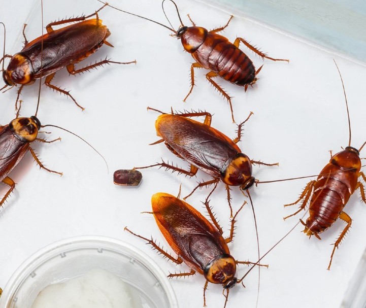 Cockroach Control Service - Pestcross