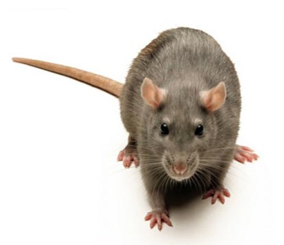 Rodent Control Service - Pestcross