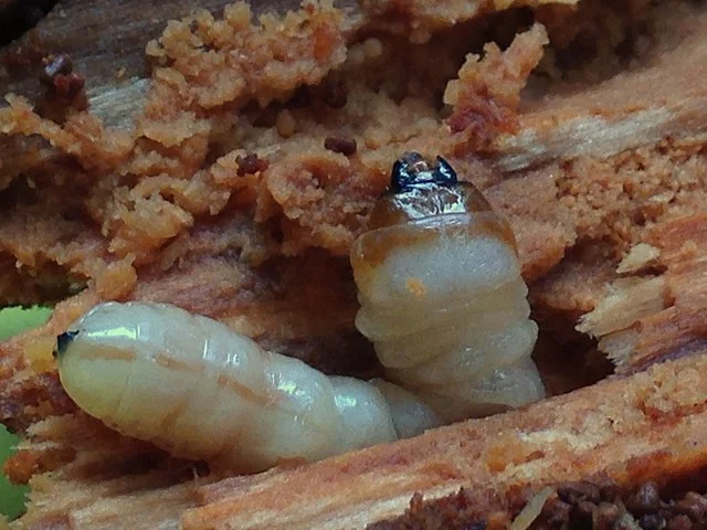 Why Wood Borer Control Is Important for Your Property Wood borers damage wooden furniture, doors, flooring, and structural wood by feeding and breeding inside them. Their presence often goes unnoticed until visible holes, powdery dust, or severe weakening appears. If left untreated, wood borer infestation can permanently damage wooden assets. Professional wood borer control helps to: Protect wooden furniture, doors, wardrobes, and cabinets Prevent internal weakening of wooden structures Stop the spread of infestation to other wooden areas Avoid expensive furniture replacement and repair costs Preserve the strength, beauty, and value of your property Wood Borer Control Services in Lucknow​ - Pest Cross Solution