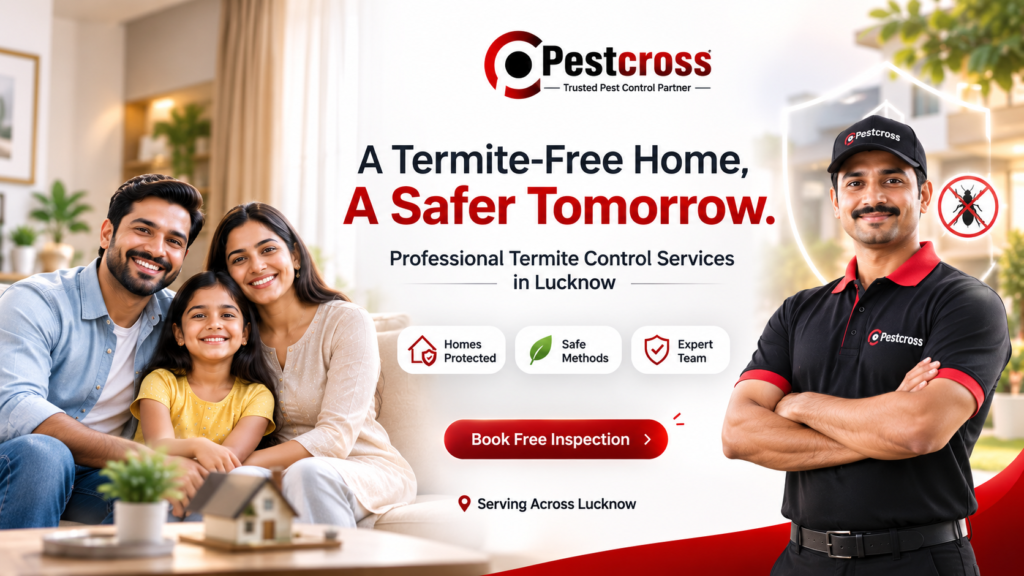 Who Provides the Best Termite Control Services in Lucknow?
